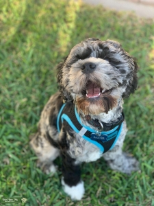 blue merle cockapoo