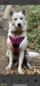Looking for a male  Listing Image