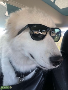 Handsome Samoyed / Great Pyrenees Stud Ready for Action Listing Image