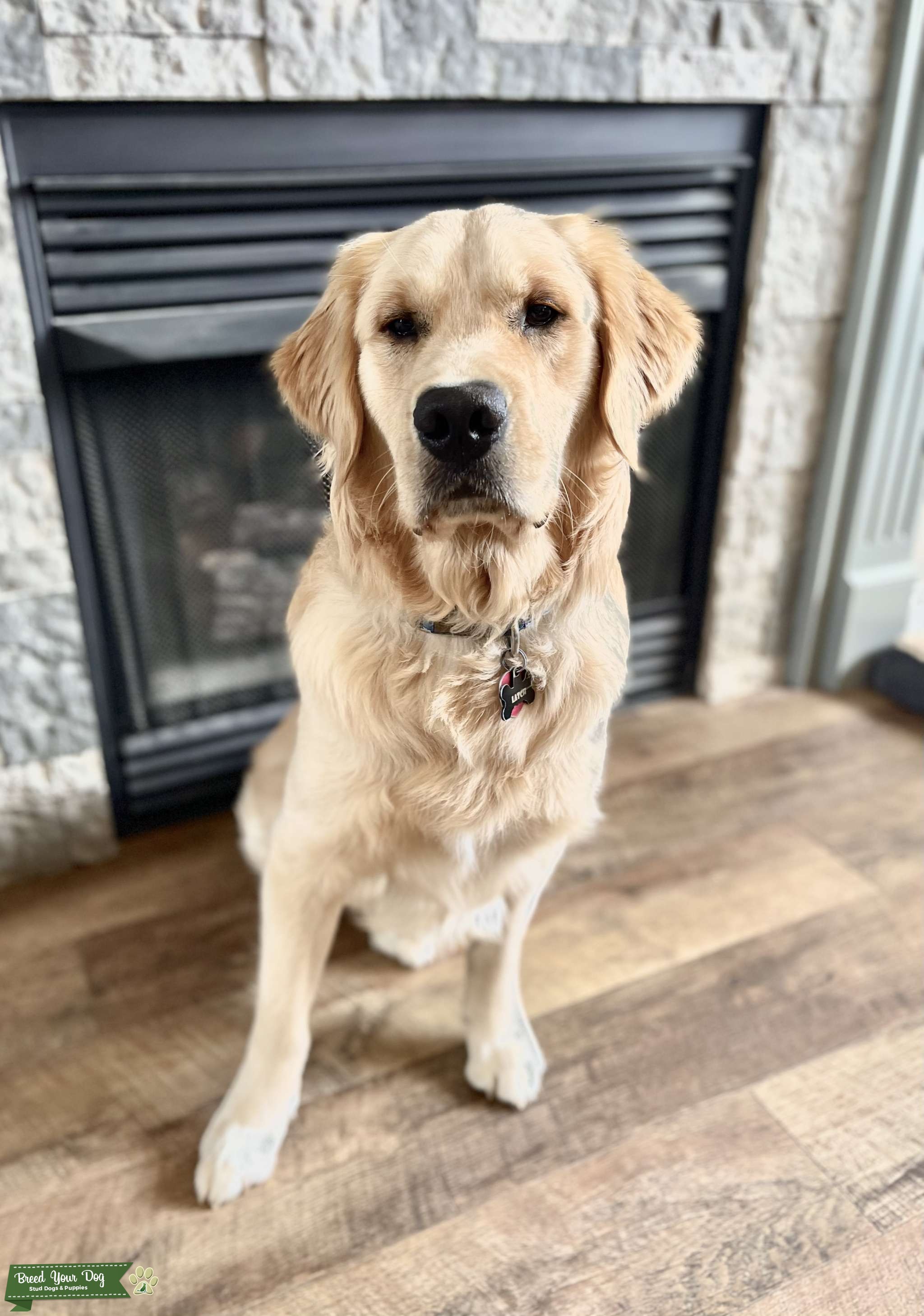 AKC Registered Golden Retriever Stud Stud Dog in Sullivan, the United