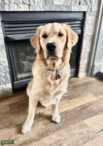 AKC Registered Golden Retriever Stud Listing Image