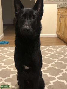 Best pup I’ve ever met Listing Image