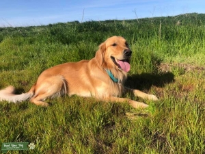 Golden Retriever Stud Listing Image