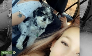 Handsome Shih Tzu  Listing Image