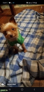 Miniature Yorkshire Terrier Stud Listing Image