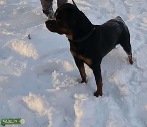 Black/Tan Rottweiler Listing Image
