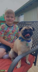 3 Year old Stud ACA Pug  Listing Image