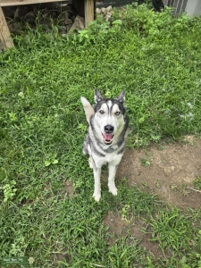 Young husky looking to get down Listing Image