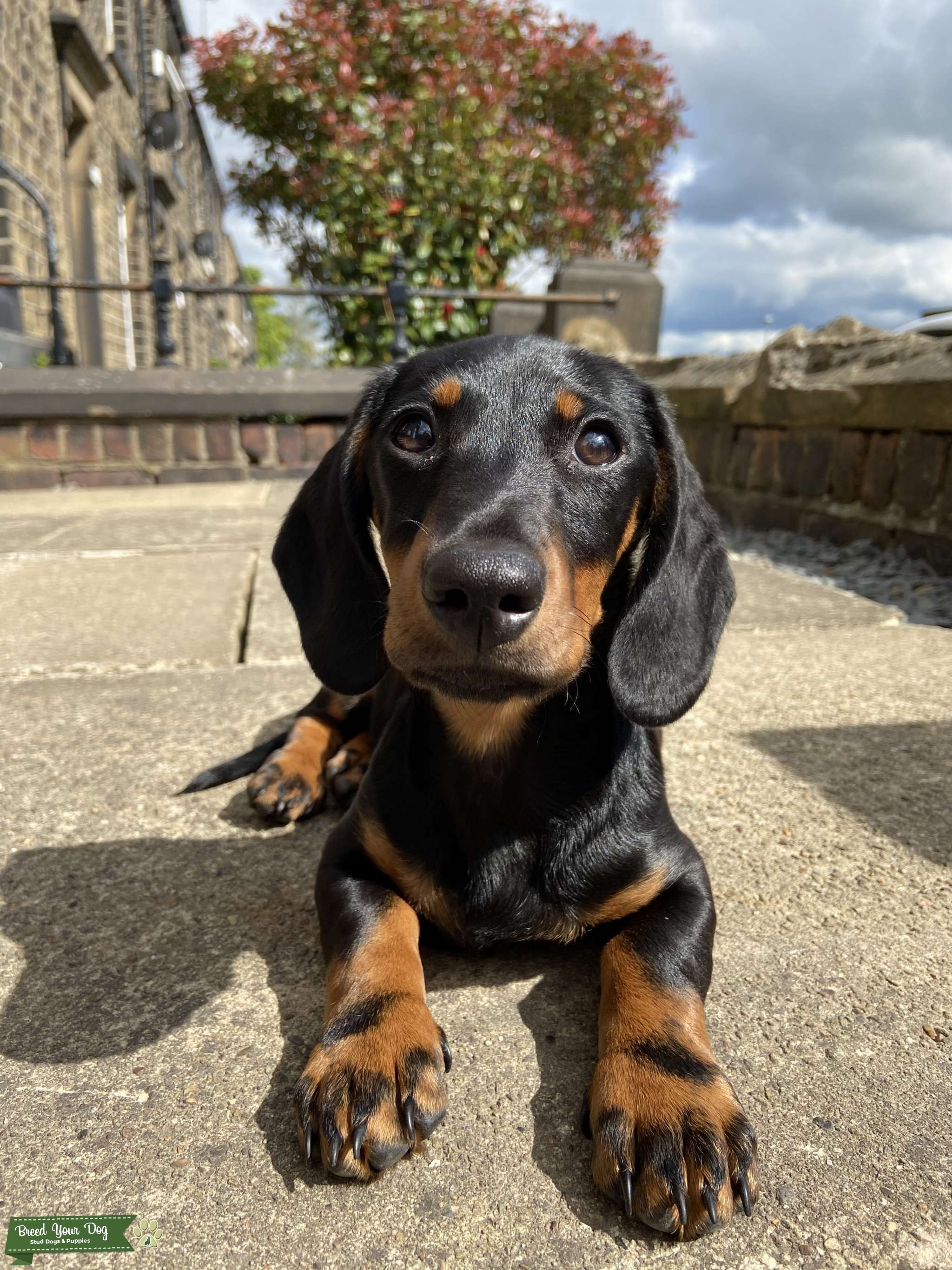 Dachshund stud for NEXT YEAR Stud Dog West Yorkshire Breed Your Dog