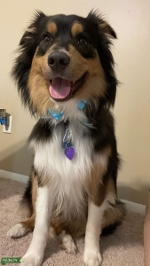 1 year old black tri colored Australian Shepard Listing Image