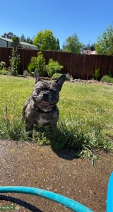 Merle French Bulldog Stud Listing Image