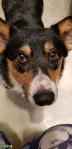 Tri-Color Corgi Listing Image