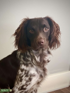 Liver and Roan English Fieldbred Cocker Listing Image