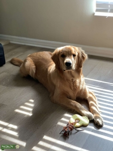 Golden Retriever Stud (poodle or golden bitch) Listing Image