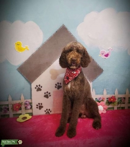 Brown(chocolate)Poodle Stud Listing Image