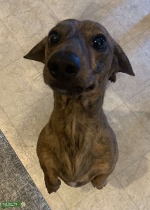 Handsome Brindle Dachshund  Listing Image