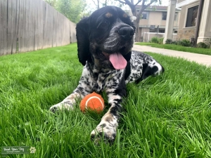 Tri colored American Cocker spaniel  Listing Image