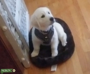 Cream golden retriever  Listing Image