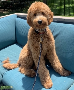 STANDARD GOLDENDOODLE STUD  Listing Image