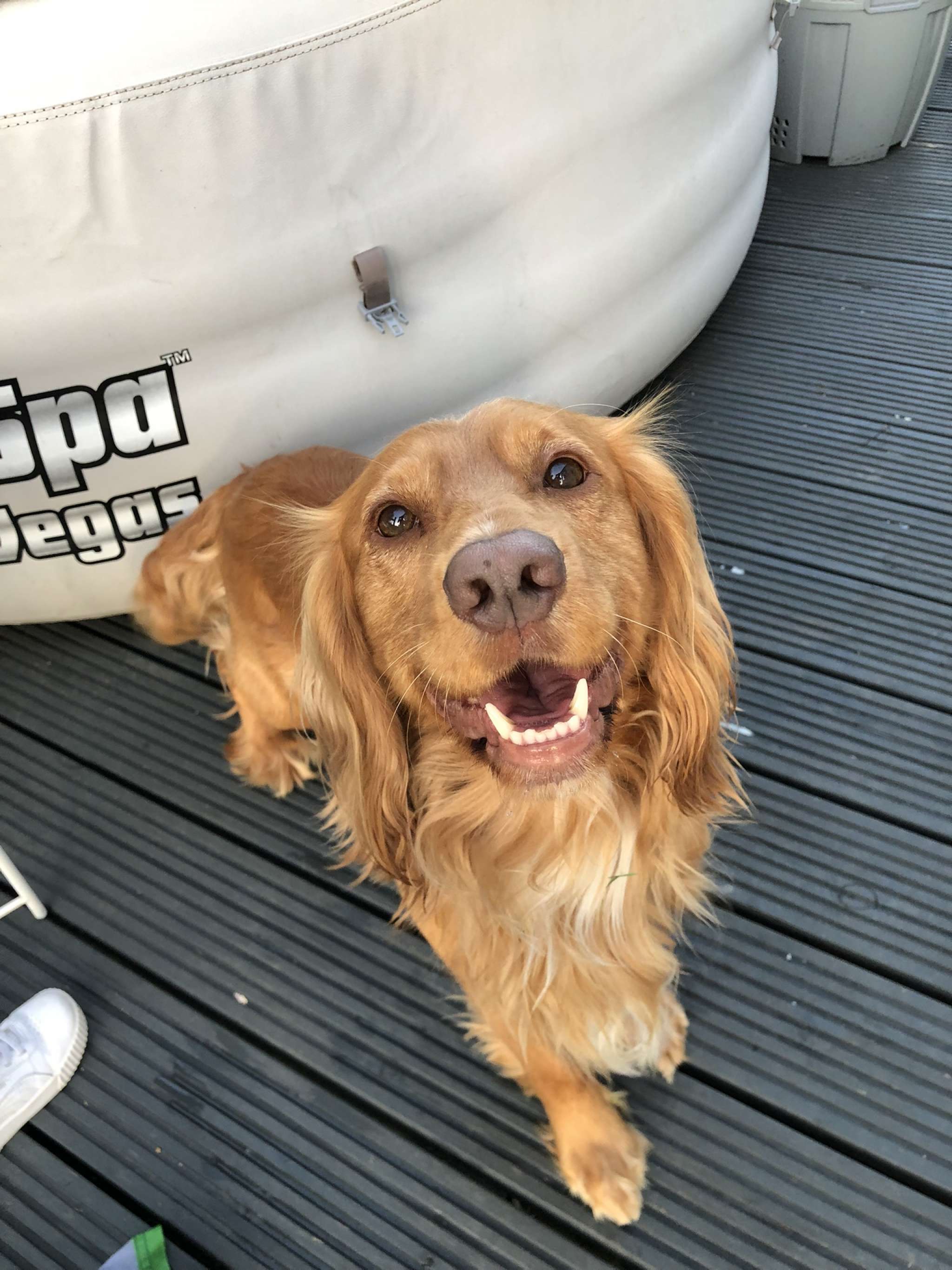 Discount working cocker spaniel stud dogs near me Free Shipping