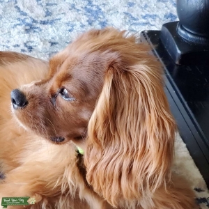 Cavapoo Stud Listing Image