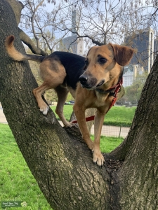  Beagle Energetic Listing Image