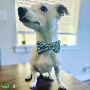 Jack Russell Terrier Male Listing Image