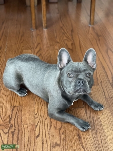 AKC Blue Lou Listing Image