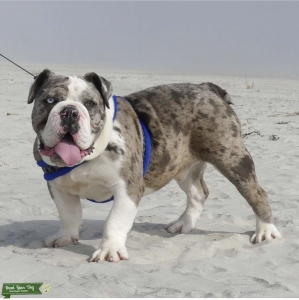 English Bulldog(Matrix the first son)! Proven AKC Listing Image