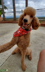 Goldendoodle stud service Listing Image