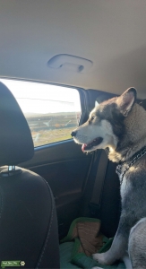 70 pound bitch with heterochromia eyes and a grey and white coat Listing Image