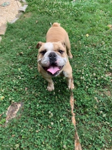 Fantastic English Bulldog to Stud Listing Image