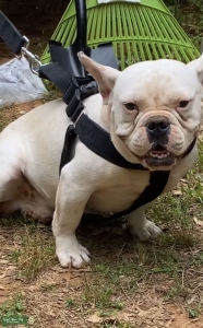 French bulldog (stud out only) Listing Image