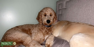 Apricot goldendoodle  Listing Image