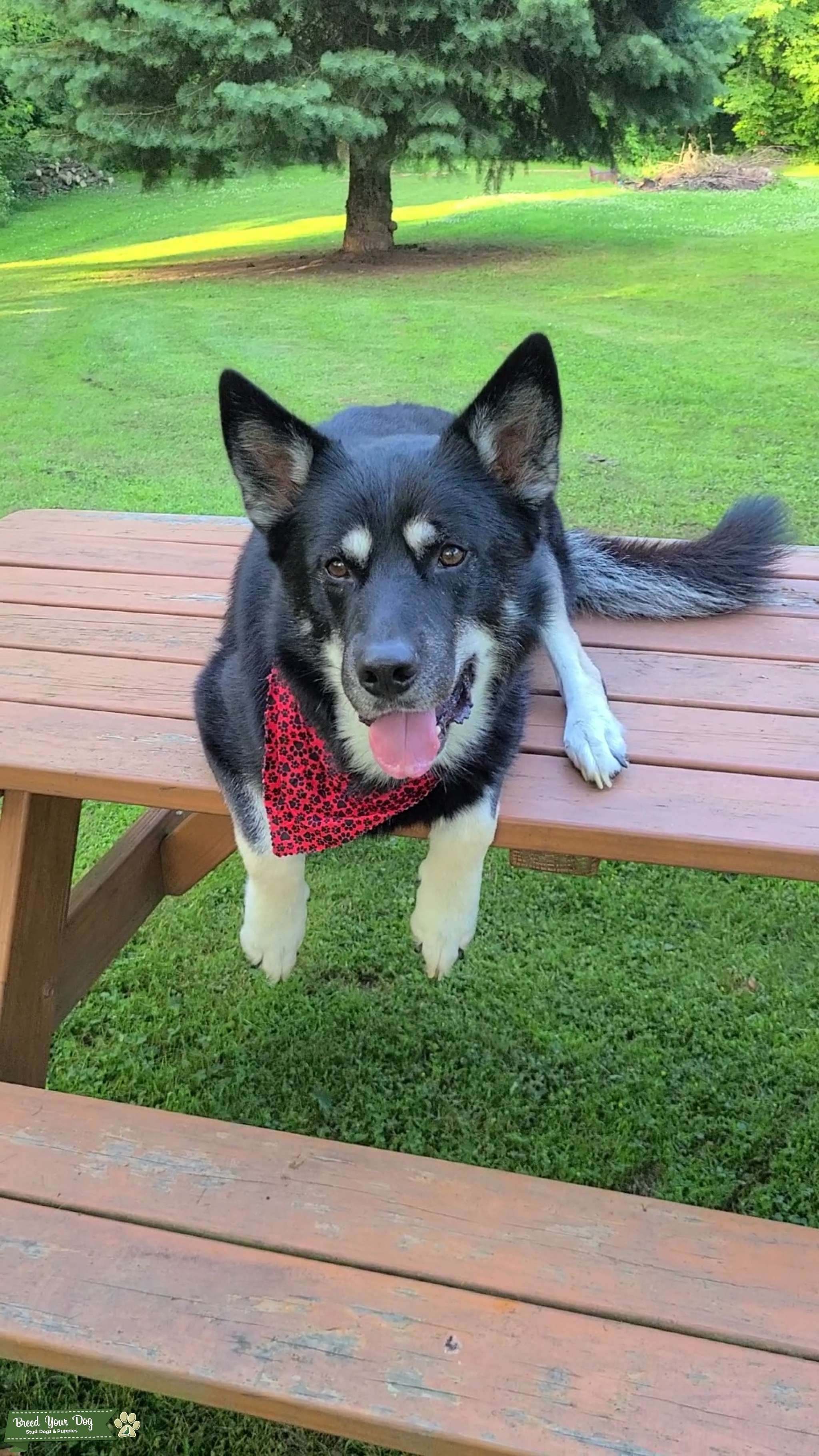 German Sheppard Husky Stud Dog in NY, United States Breed Your Dog