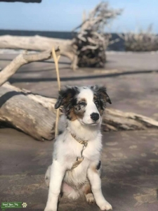 Stud Australian Sheppard Listing Image