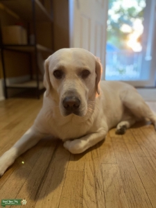 English Cream Labrador/ Golden Retriever mix Listing Image