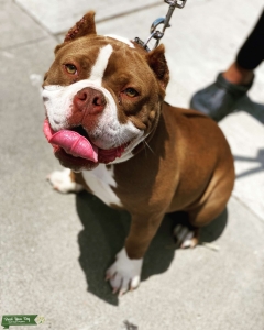 Micro Bully Stud- LOS ANGELES Listing Image
