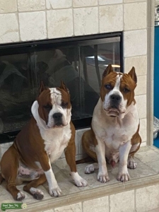 American Staffordshire Terrier Studs Listing Image