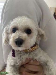 Toy Poodle Brat Listing Image