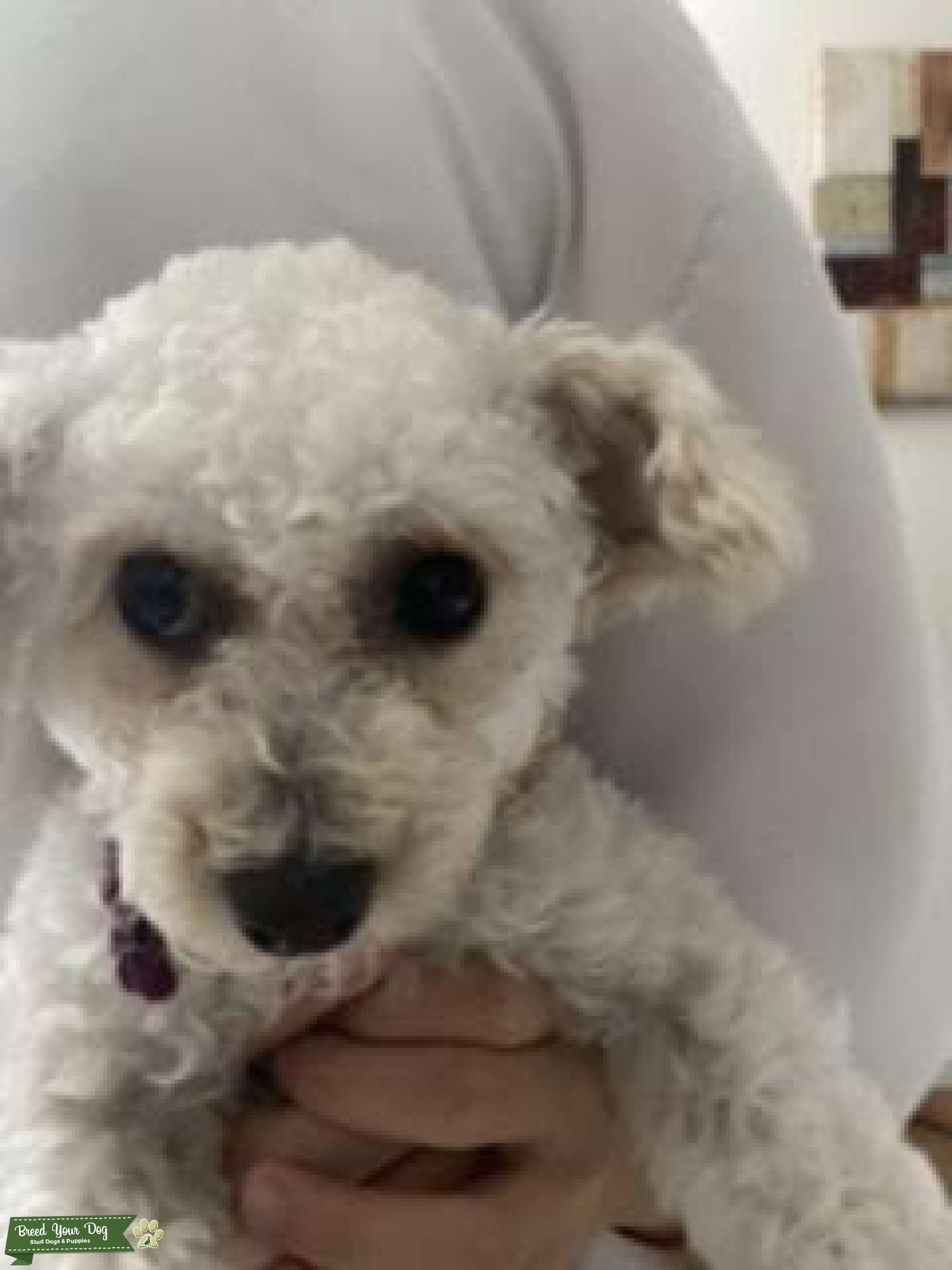 Toy Poodle Brat Stud Dog in Jacksonville, the United States Breed Your Dog