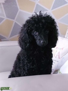Toy poodle available for stud  Listing Image