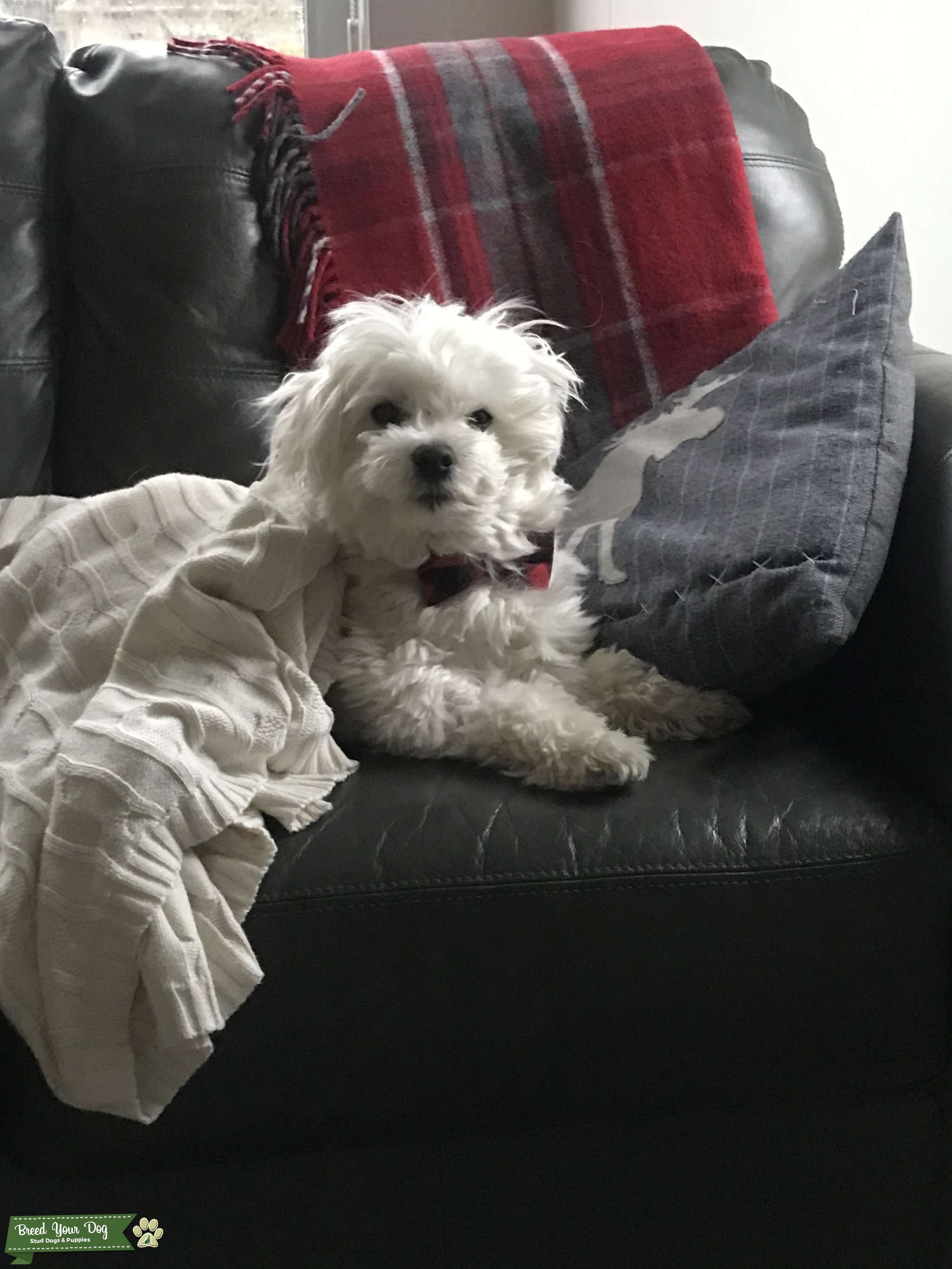 Proven Purebred Maltese Male Stud Dog Southwestern Ontario / GTA