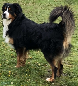 Great temperament Bernese Mt./ Australia  Listing Image
