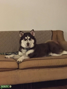 Chocolate brown Siberian Husky Listing Image