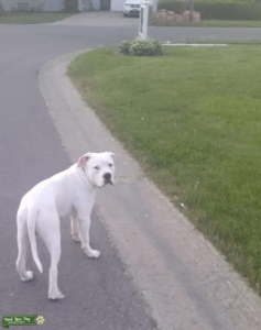 American Bulldog - Major Listing Image