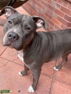 American Staffordshire Terrier - Bluenose Listing Image