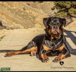 Rottweiler  Listing Image