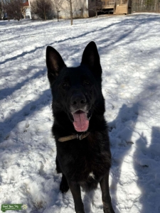 Black German Shepherd Listing Image