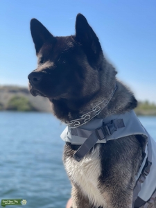 Handsome Akita looking to mate Listing Image